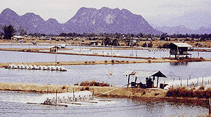 Thai Fish farm