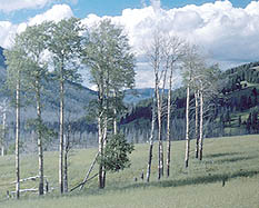 Aspens