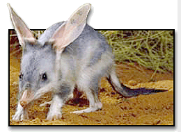 Bilby