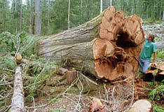 felled red cedar