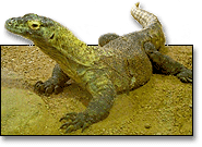 komodo dragon