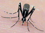 Asian tiger mosquito
