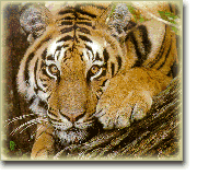 Indian tiger