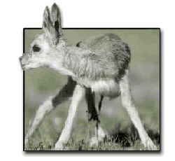 Tibetan antelope