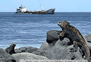Y Galapagos   iguana
