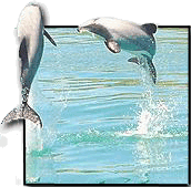 New Zealand dolphins