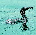 Cormorant with oil