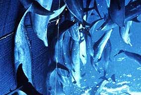 dolphins in tuna net