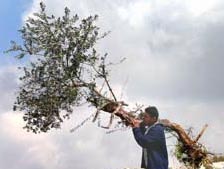 Palestinian with uprooted olive tree