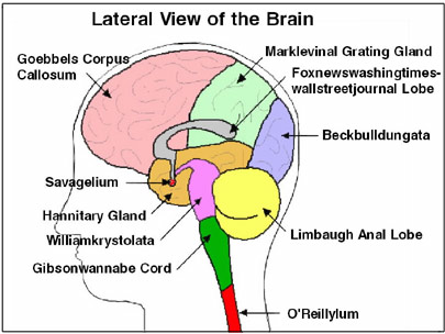 human brain diagram. Show Host Brain Disorders