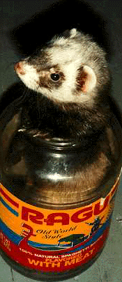 Ferret