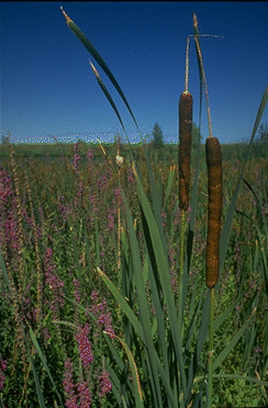 Purple Loosestrife