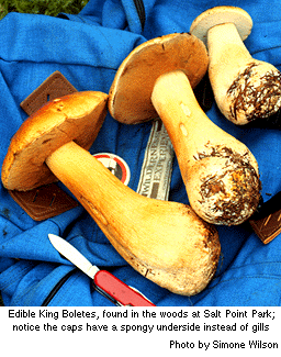 King Boletus