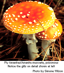 Fly amanitas, poisonous