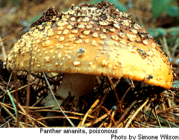 panther amanita, poisonous