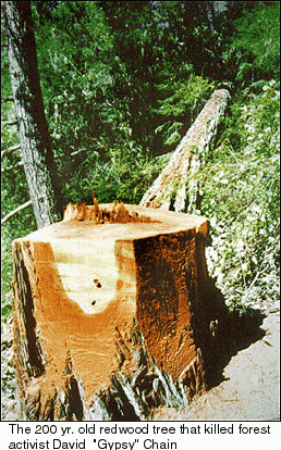 Tree that killed David Chain