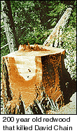 200 year-old redwood that killed David 'Gypsy' Chain