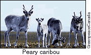 Peary Caribou grazing on Bathurst Island, Canadian Arctic. Victims of Climate Change. August 1998
(c)Greenpeace/Morgan