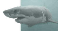 Great White Shark