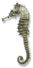 seahorse