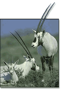 White Oryx