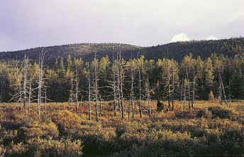 Siberian forest