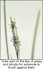 Ticks wait on grass, alas