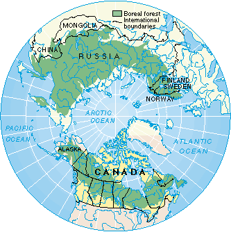 northern boreal forests