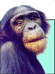 Chimpanzee 